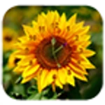 sun flower clock live wallpaper android application logo